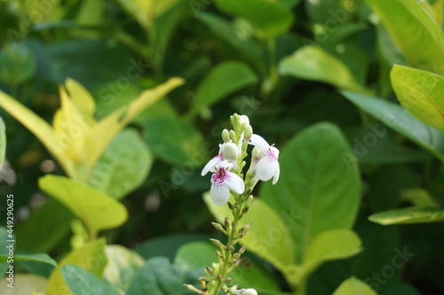 Pseuderanthemum Reticulatum  Japanese jasmine  melati jepang  with a natural background