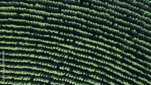 Large scale pine forest creating unique textured pattern formation lit up by the afternoon sunlight. High drone view down photo