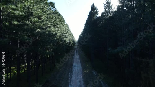 Following a deserted road through a pine forest with the afternoon sun flickering through the trees. High drone view photo