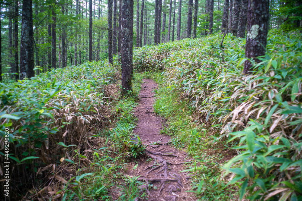 山梨県北杜市の日向山を登山している風景 A view of climbing Mount Hyuga in Hokuto City, Yamanashi Prefecture. 山梨県北杜市の日向山を登山している風景 A view of climbing Mount Hyuga in Hokuto City, Yamanashi Prefecture.