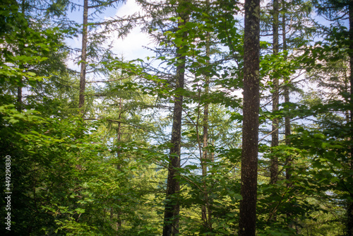 山梨県北杜市の日向山を登山している風景 A view of climbing Mount Hyuga in Hokuto City, Yamanashi Prefecture. photo