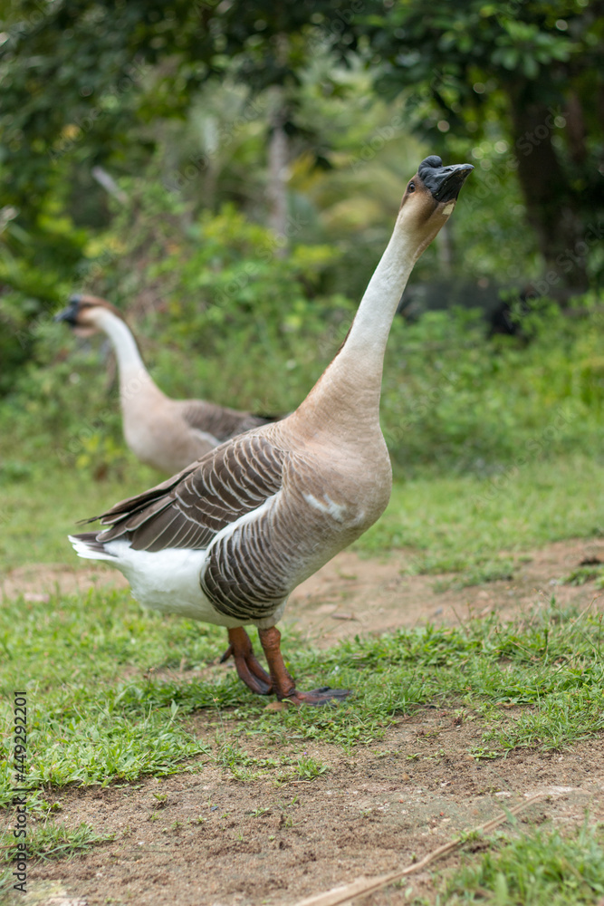 Two Thai geese stand with their necks up in the middle of the grass. Two Thai geese stand with their necks up in the middle of the grass.