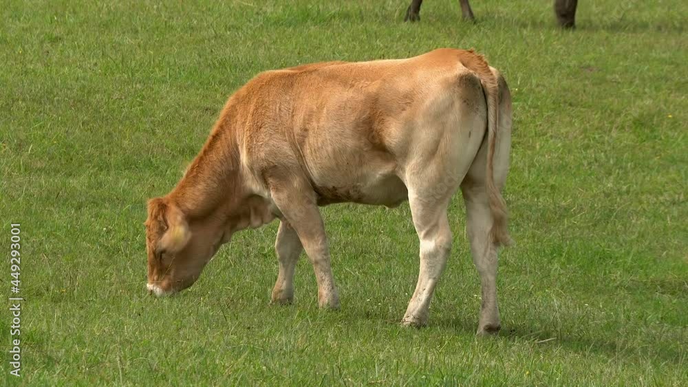 Brown Calf grazing green grass in the meadow on a sunny day Brown Calf grazing green grass in the meadow on a sunny day