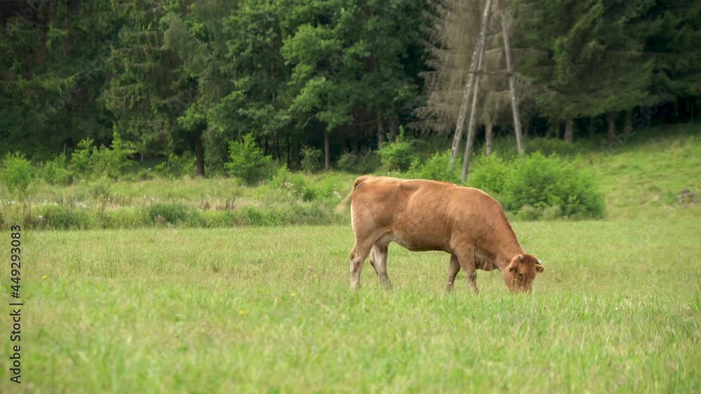 One Brown Cow grazing in the green grass field near the forest eating fresh grass in Zielenica, Poland One Brown Cow grazing in the green grass field near the forest eating fresh grass in Zielenica, Poland