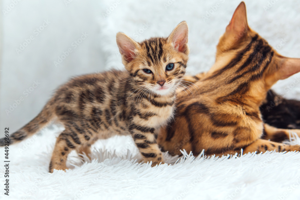 Little bengal kitten on the white fury blanket