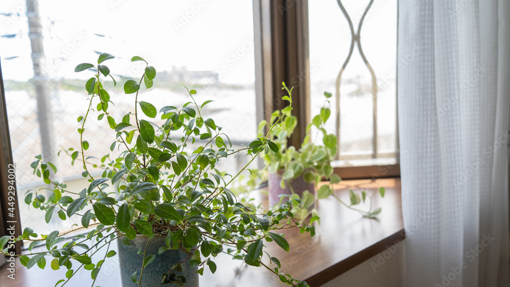 出窓の観葉植物 Stock Foto Adobe Stock