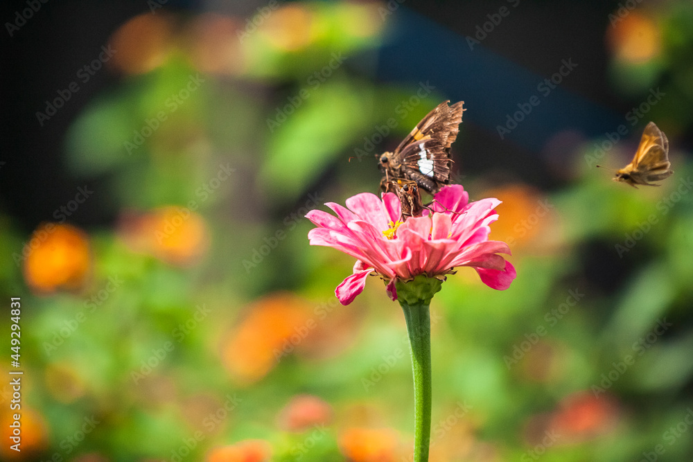 butterfly on flower butterfly on flower