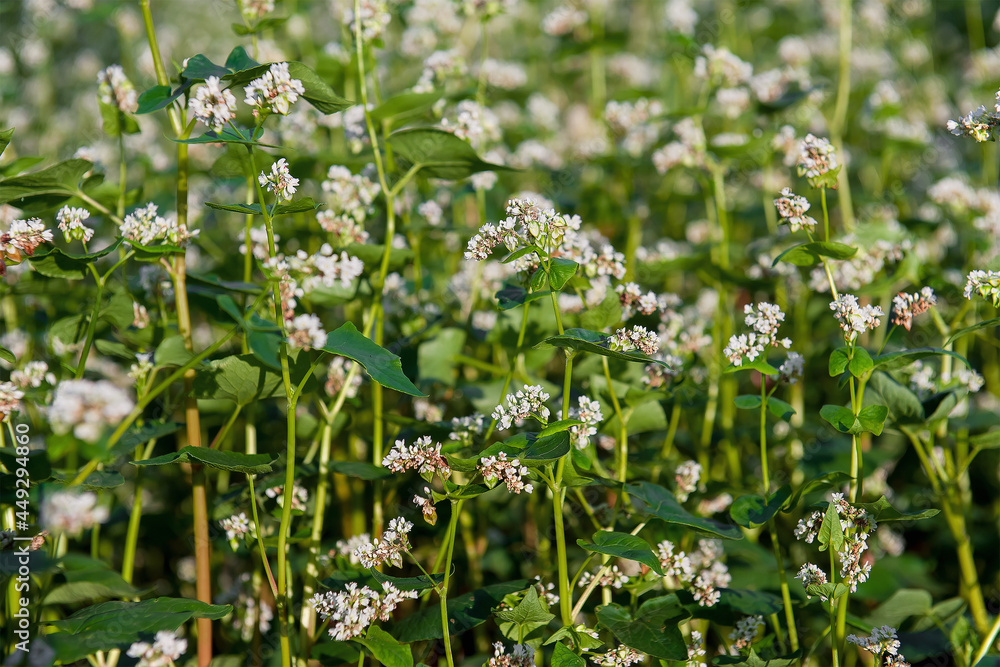 Close up of white blooming flowers of buckwheat (Fagopyrum esculentum) growing in agricultural field on a green background. Sunny summer day