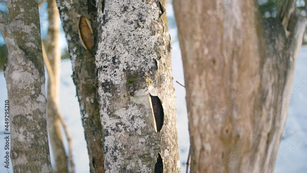 Betula pendula with Cracked bark, winter day in the Nordic woodlands - dolly view Betula pendula with Cracked bark, winter day in the Nordic woodlands - dolly view
