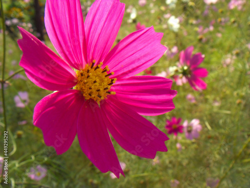 Pink cosmos flowers in autumn