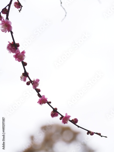 梅の花が咲いた枝