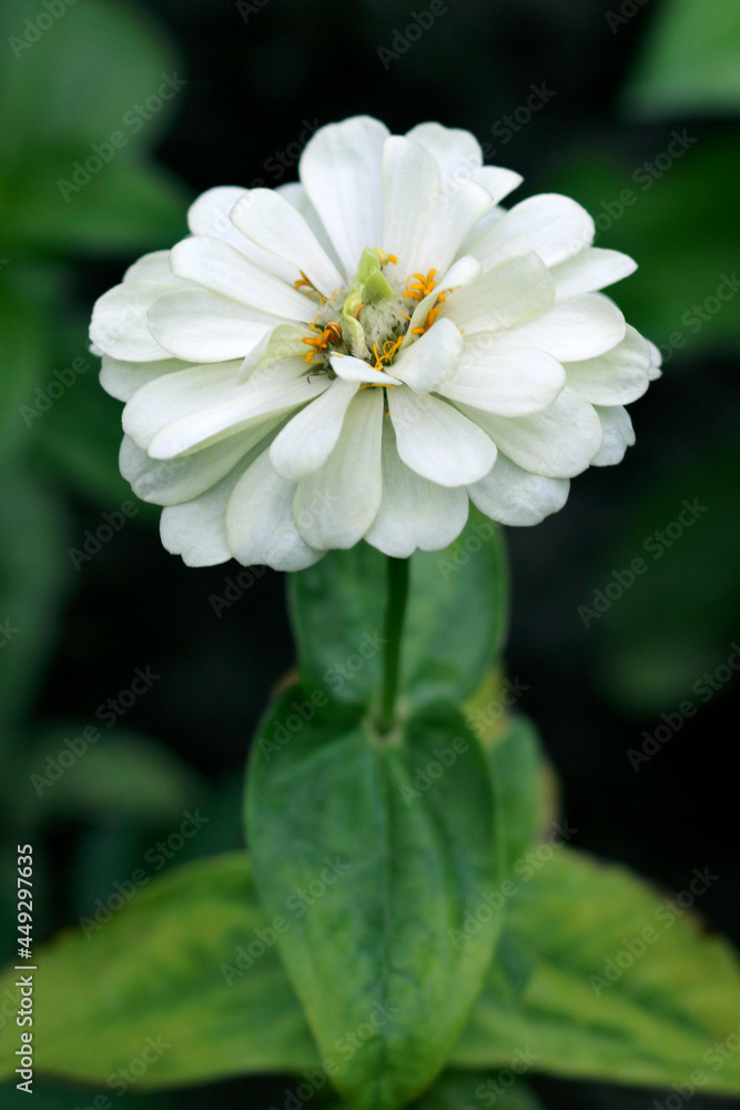 Zinnia elegans flower, white zinnia close - up view Zinnia elegans flower, white zinnia close - up view