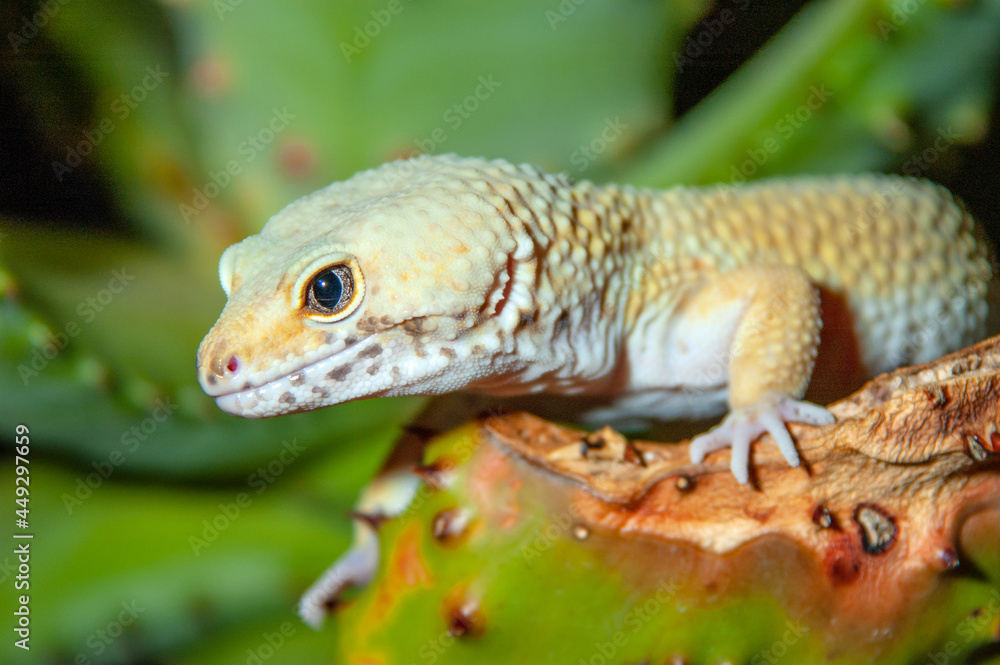 Naklejka premium Leopard Gecko (Eublepharis macularius)