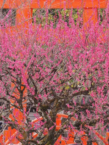下賀茂神社で満開の梅花