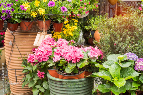 Wallpaper Mural Blooming vibrant pink Hydrangea flowers in pot Torontodigital.ca