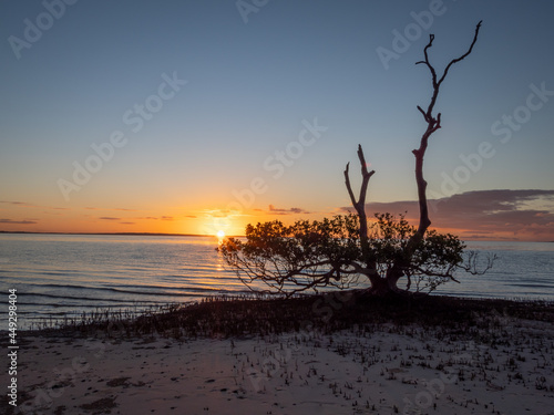 Seaside Sunset with Mangrove Tree in Silhouette