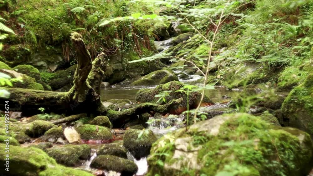 Overgrown Small Natural Waterfall with a Stream River Going Through Moss Overgrown Stones in a Wild Forest. Hiking Trail Landscape, Meditative, Relaxing, Close up Overgrown Small Natural Waterfall with a Stream River Going Through Moss Overgrown Stones in a Wild Forest. Hiking Trail Landscape, Meditative, Relaxing, Close up
