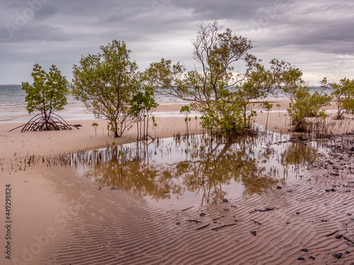 Seaside Scene with Mangroves photo