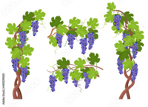 Grapes frame.Grape bunch on vine ornament frame. Vector cartoon illustration.