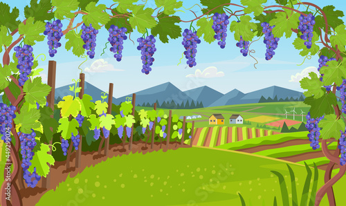 Landscape with of vineyard. Background village with fields of greenhouses and grapes in the foreground. landscape with hills, meadows, blue sky. Vector banner for  winemaking, harvesting.