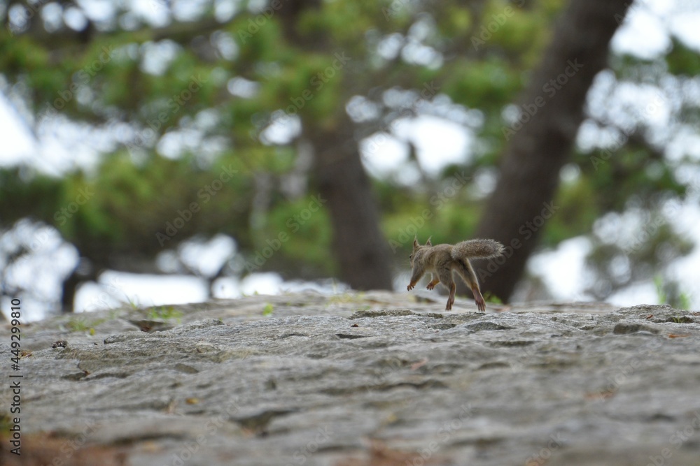 飛ぶリス 飛ぶリス