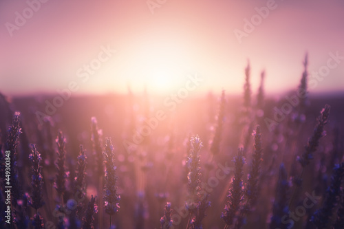 Lavender flowers at sunset in Provence, France. Macro image, shallow depth of field. Beautiful summer nature background © smallredgirl