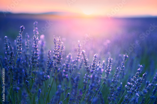 Lavender flowers at sunset in Provence, France. Macro image, shallow depth of field. Beautiful summer nature background