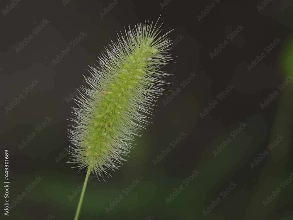 Tokyo,Japan - August 6, 2021: Closeup of Setaria viridis, green foxtail, green bristlegrass or wild foxtail millet
Tokyo,Japan - August 6, 2021: Closeup of Setaria viridis, green foxtail, green bristlegrass or wild foxtail millet