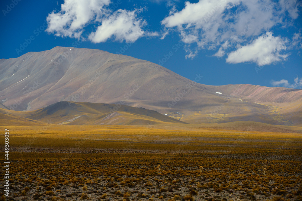 Guanacos grazing on the epic Andean altiplano landscape on the way to Antofagasta de la Sierra, Catamarca, northwest Argentina