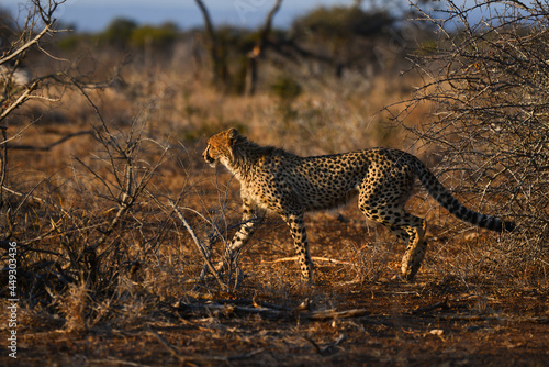A cheetah trotting at sunset through the grasslands of central Kruger National Park, South Africa