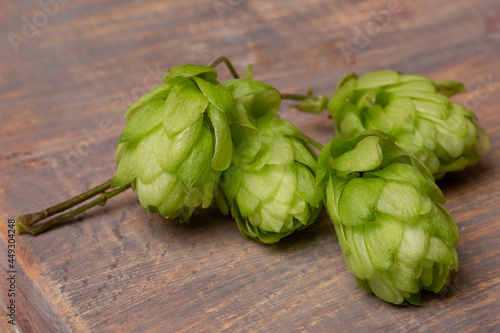 Cones of flowering hops close-up. Ingredient in the beer industry.