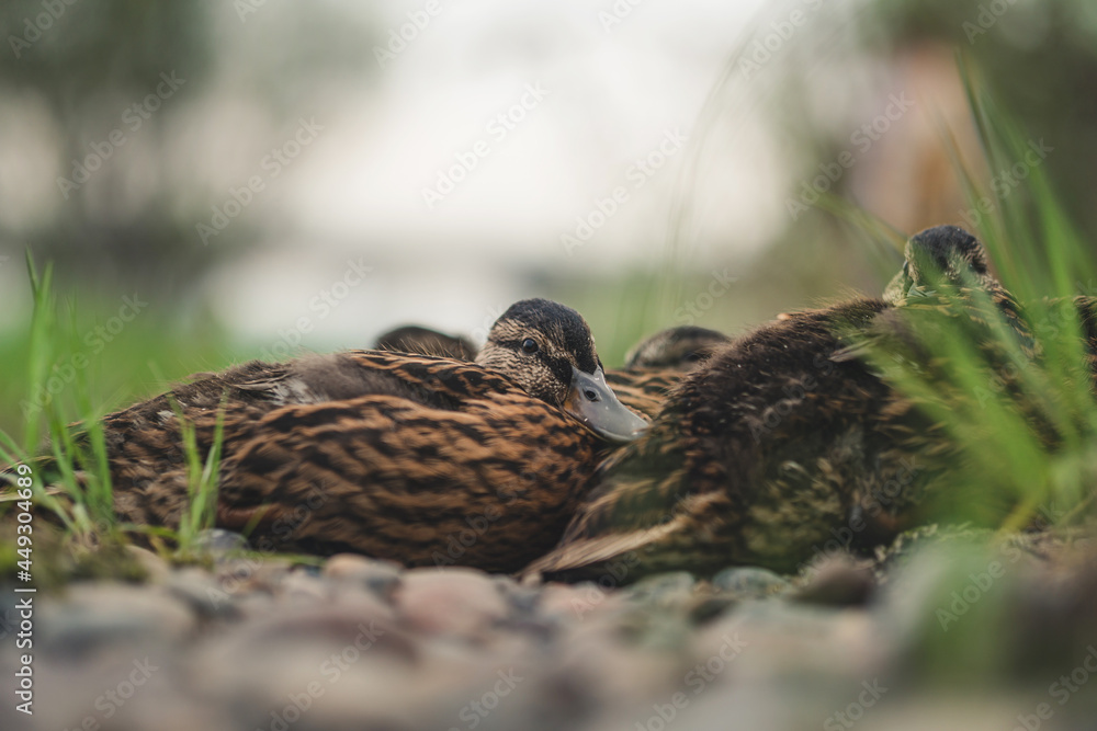 Obraz premium young duck with other ducklings