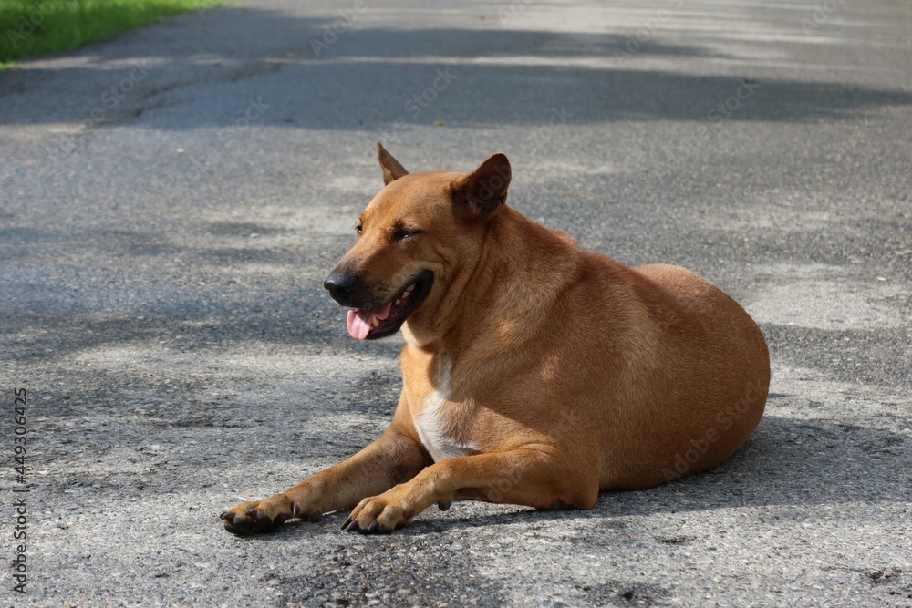 dog on the beach