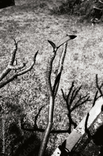 tree in the desert