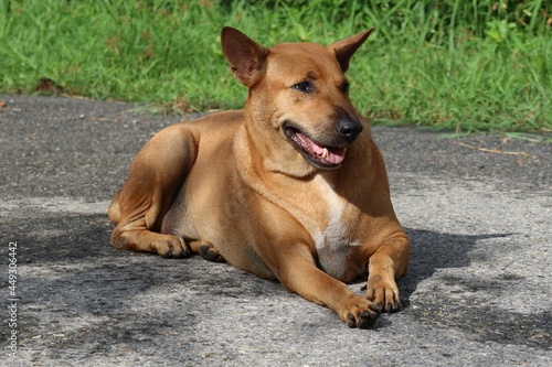 german shepherd puppy