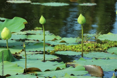 water lily in the pond © วอน จังมึง