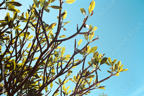frangipani in the sky