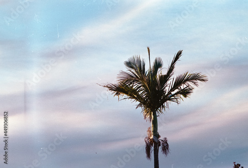 palm tree silhouette