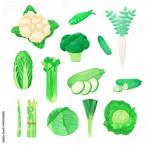 A set of green vegetables on a white background. Cabbage, cauliflower, broccoli, radish, asparagus, Peking cabbage, zucchini, cucumber, celery. Cartoon design.