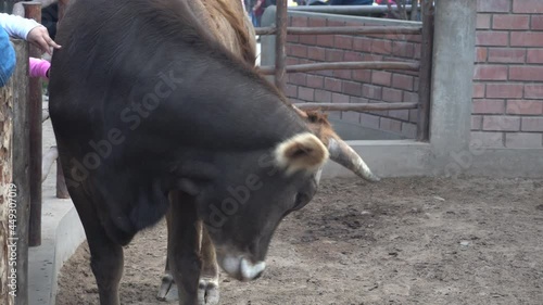 hands of tourists touching and caressing a brown bull in the Huachipa zoo at daytime in 4K photo