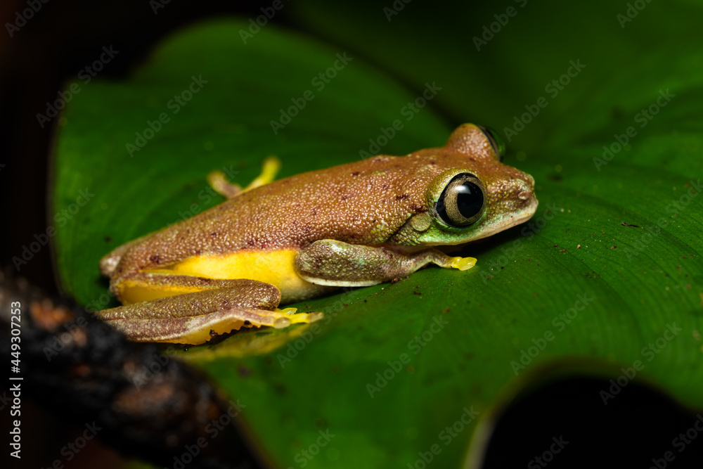 Obraz premium Lemur leaf frog on a plant