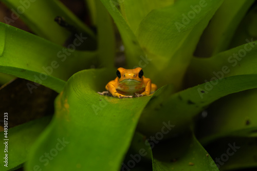 Fotografija Strawberry poison dart frog in a bromeliad