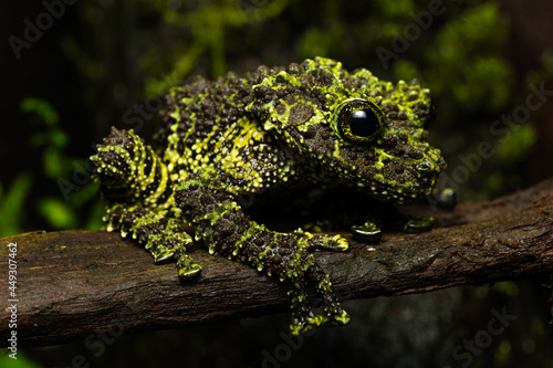 Closeup of a vietnamese mossy frog (Theloderma corticale) on a log