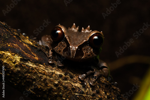 Crowned tree frog (Triprion spinosus) on a branch photo