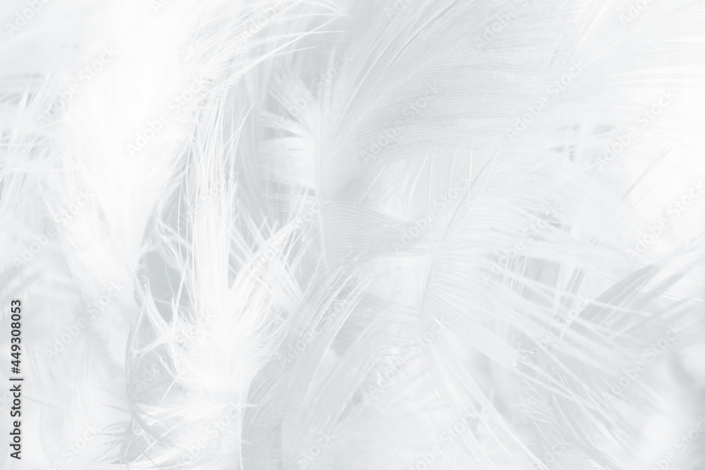 white feather wooly pattern texture background white feather wooly pattern texture background