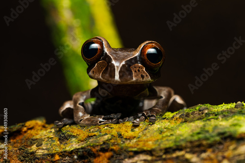 Crowned tree frog (Triprion spinosus) on a branch photo