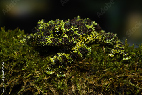 Closeup of a vietnamese mossy frog (Theloderma corticale) on a mossy branch