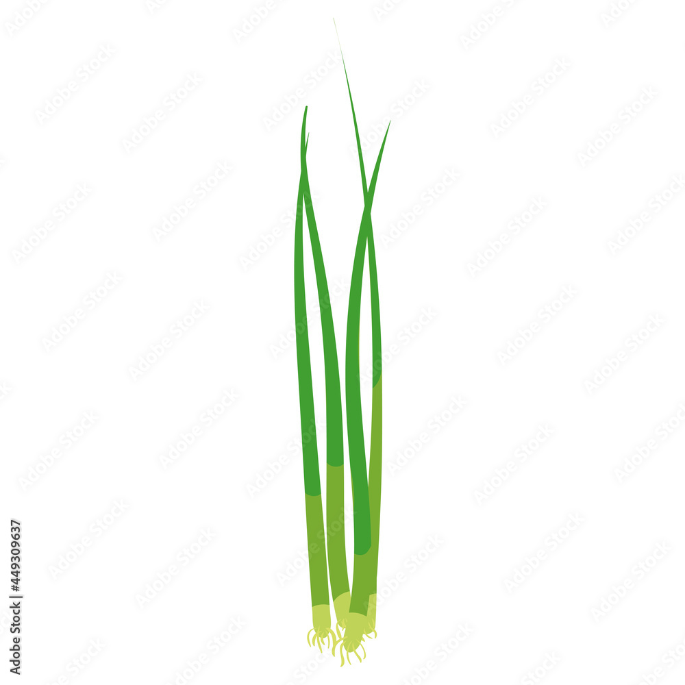 Green onion, natural healthy organic nutrition product, scalion. Vector doodle cartoon flat trendy illustration hand drawn isolated Green onion, natural healthy organic nutrition product, scalion. Vector doodle cartoon flat trendy illustration hand drawn isolated