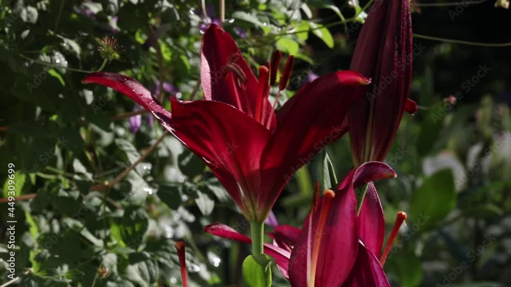 Beautiful lily flower in lily flower garden. Beautiful lily flower in lily flower garden.