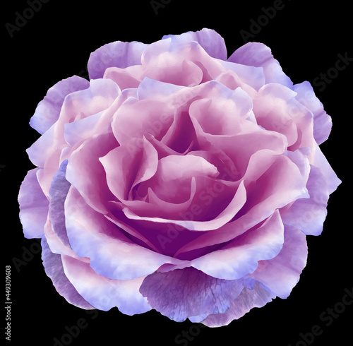 Watercolor purple peony flower on black isolated background with clipping path. Closeup. For design. Nature.